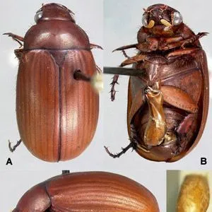 thumbnail for publication: The Asiatic garden beetle Maladera castanea (Arrow 1913) (Coleoptera: Scarabaeidae)